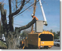 A tree trimming crew working near a large tree