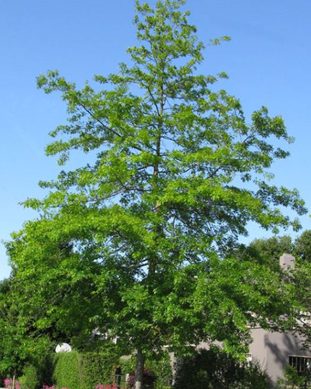 pin-oak
