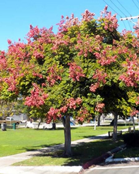 flame-tree